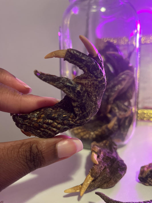Alligator Foot