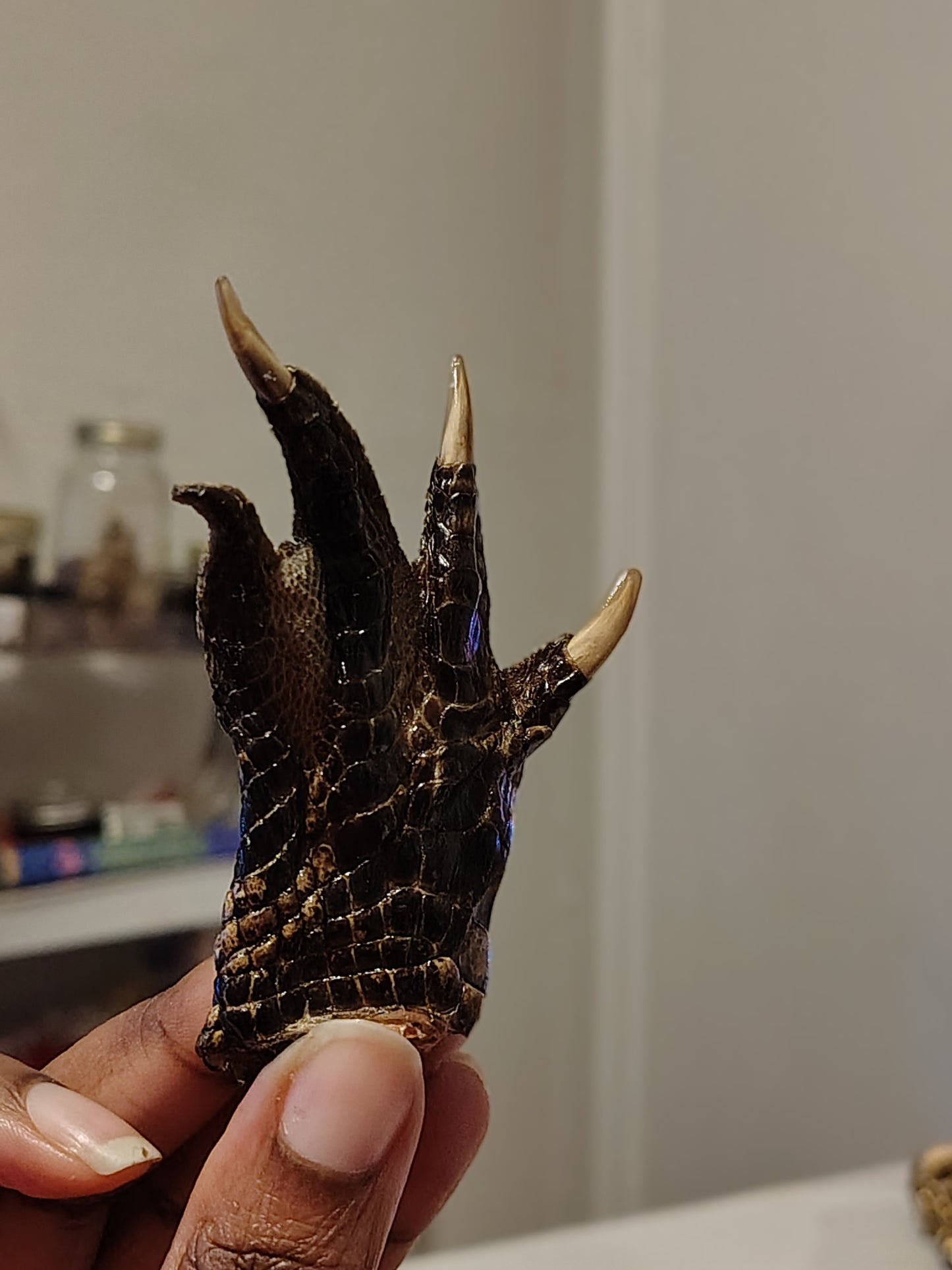 Alligator Foot *FIXED*